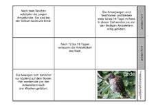 Leporello-Amsel-Aufzucht-ohne-Fotos-2.pdf